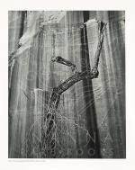 Philip Hyde / Bruce Berger, A Glen Canyon Portfolio [20 Vintage Photographs] / “There was a River”